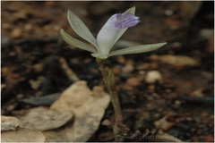 Nervilia crociformis